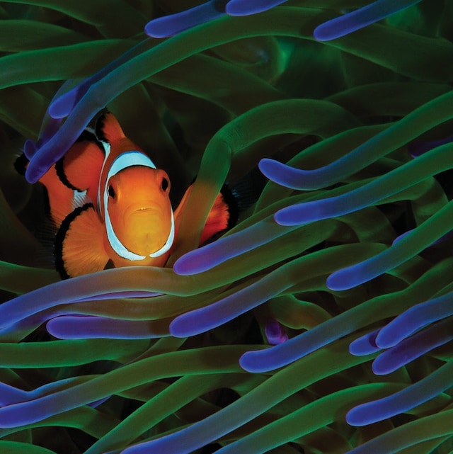 Acer 34" monitor B346CK 100% sRGB fargeskala Acer 34" monitor B346CK 100% sRGB fargeskala